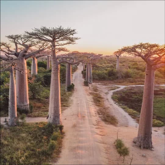 Madagascar eSIM | Madagascar Prepaid Data Plan | BeachSIM